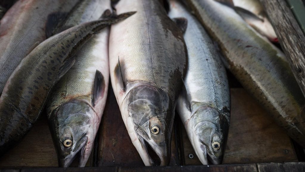 Atlantin lohi ei tutkijan mukaan nouse lohien kulkua rajoittamaan rakennetusta padosta läpi lähes ollenkaan. Kyttyrälohta taas pääsee patorakennelman raoista läpi.