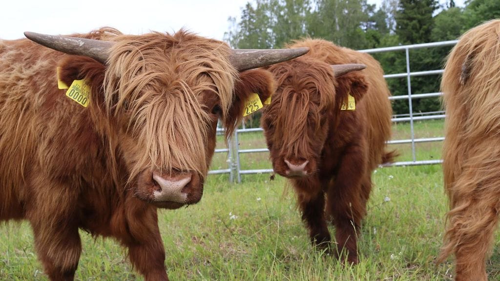 Sonneja oli tarkoitus houkutella takaisin omenoiden avulla.