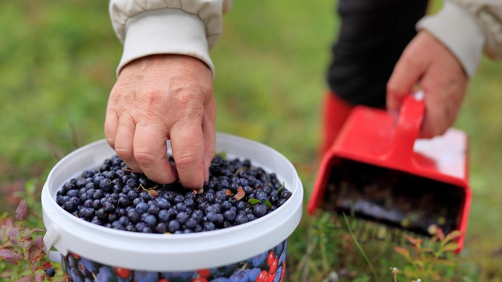 Poliisi epäilee, että poimijoiden viisumeita varten annettiin vääriä tietoja.