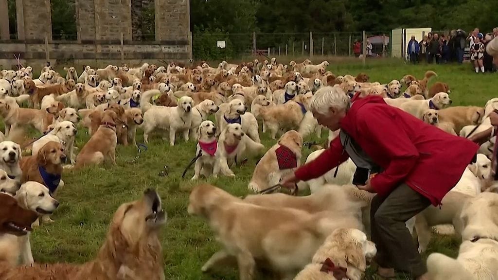 kultainennoutaja (2)