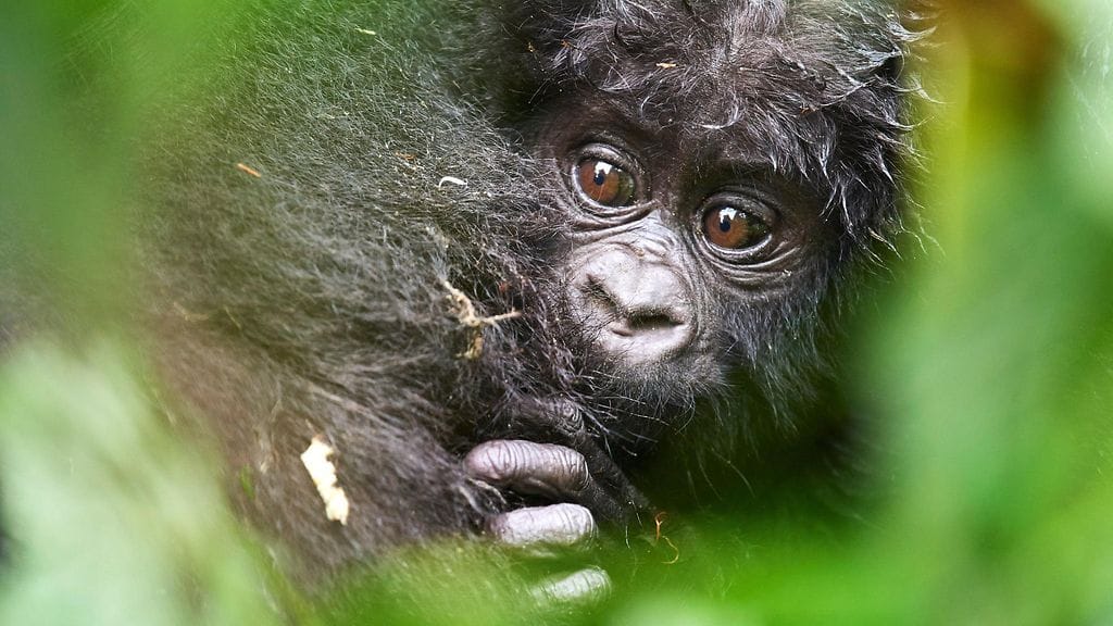 Gorillan raskaus ei välttämättä näy ulospäin. Kuvituskuva.