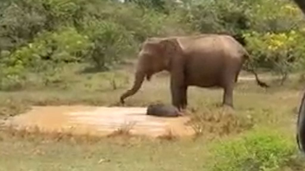 Urosnorsu on tappanut kymmeniä ihmisiä itäisessä Intiassa.