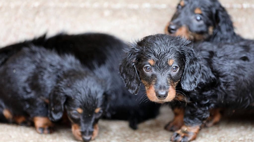 mäyräkoira koira pentu koiranpentu