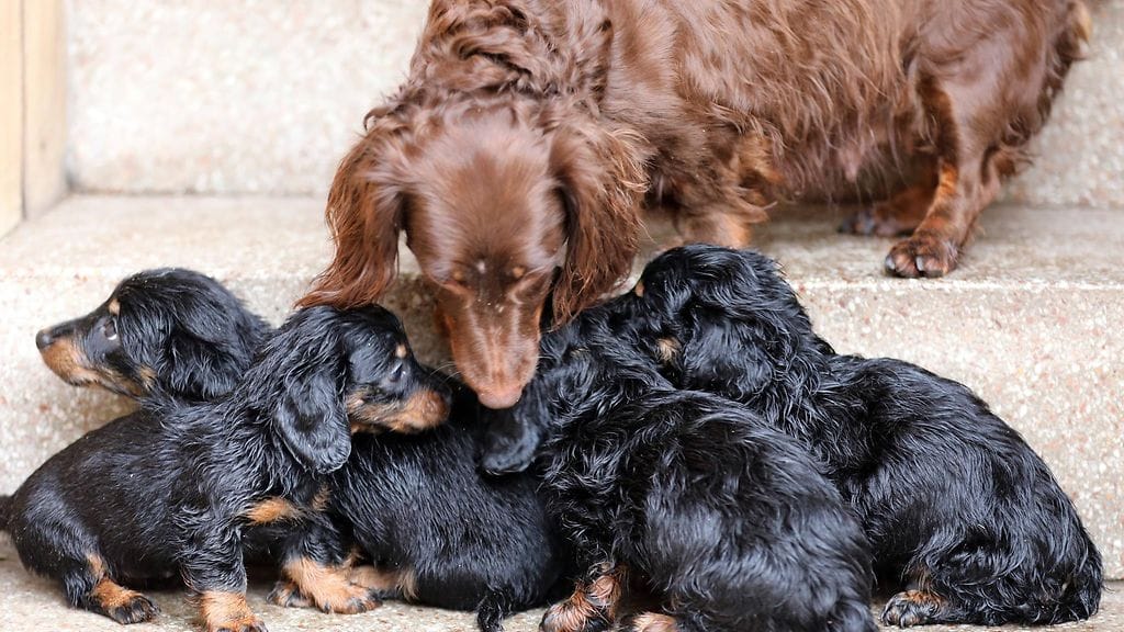 Tukholmassa asuvan Nada Bosanacin Lora-koiran pennut sekä niiden vanhemmat lopetettiin. Kuvan koirat eivät liity tapaukseen.
