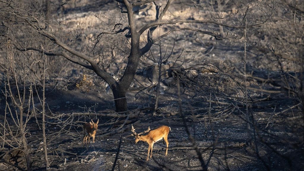 Kuusipeuroja Kreikan Roodoksen saarella 25. heinäkuuta.