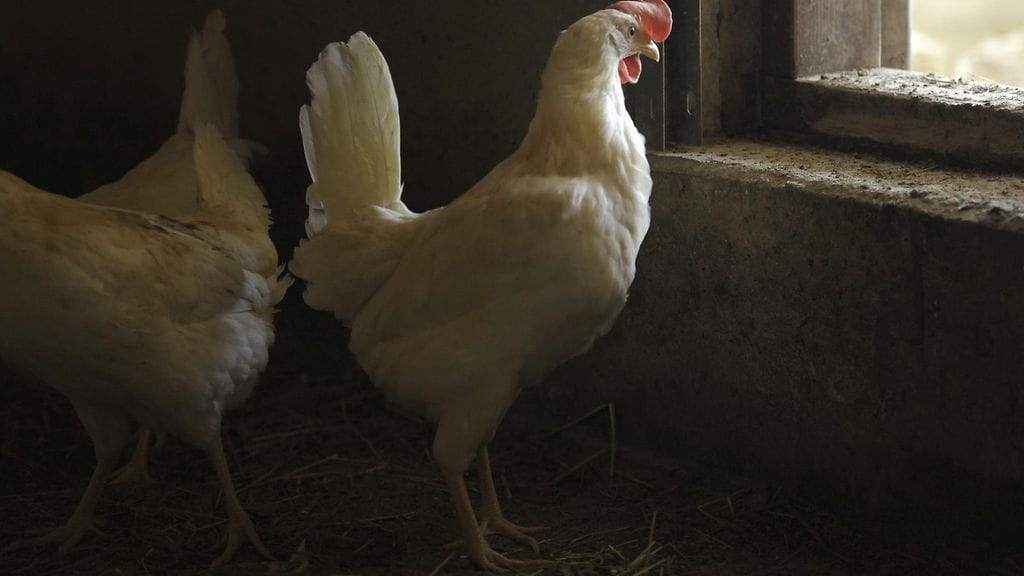 Ruokavirasto laajentaa lintuinfluenssan tartuntavyöhykettä Uudenmaan, Kanta- sekä Päijät-Hämeen ja Pirkanmaan maakuntiin.