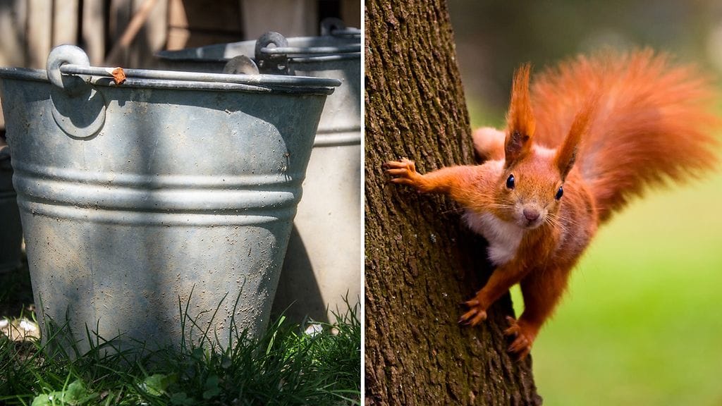 Turkulaisella pihamaalla nähtiin liki akrobaattinen suoritus, kun oravalla iski jano. Kuvituskuva.