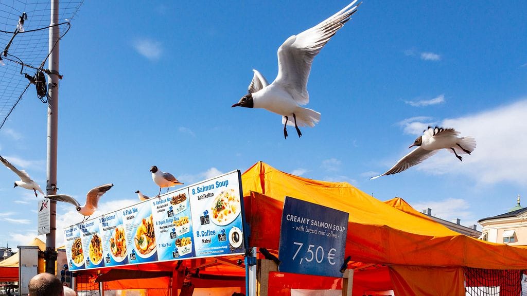 Lokit ovat tunnettuja ruokavarkaita. Tuore tutkimus antaa kuitenkin vinkin siihen, kuinka lokit voi tehokkaasti hätistää pois. Arkistokuva.