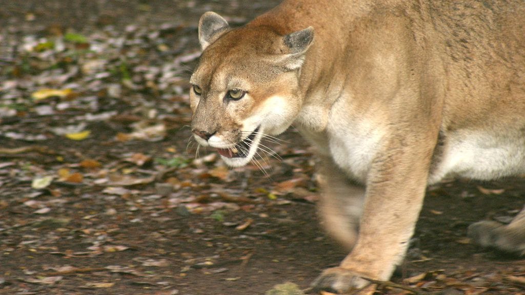 Puumat välttelevät yleensä ihmisiä. Kuvituskuva.