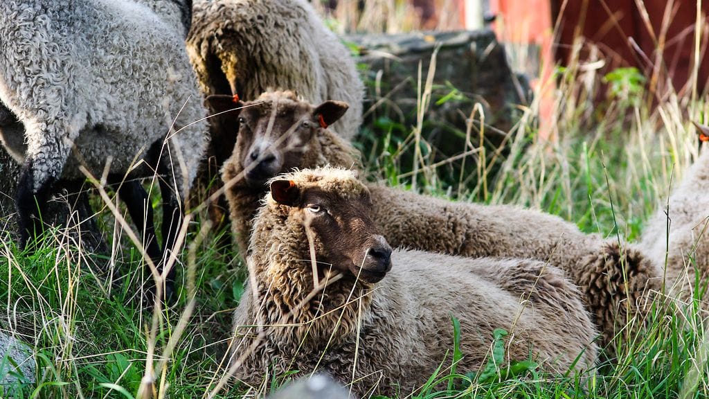 Kuvan lampaat eivät liity tapaukseen.