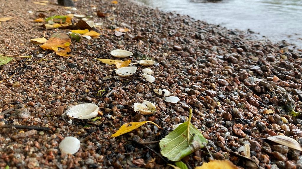 Rangiasimpukka, vieraslaji, Loviisa