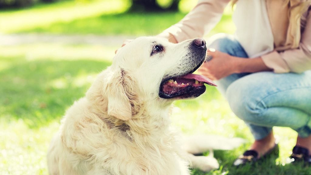 koirat parantavat terveyttä