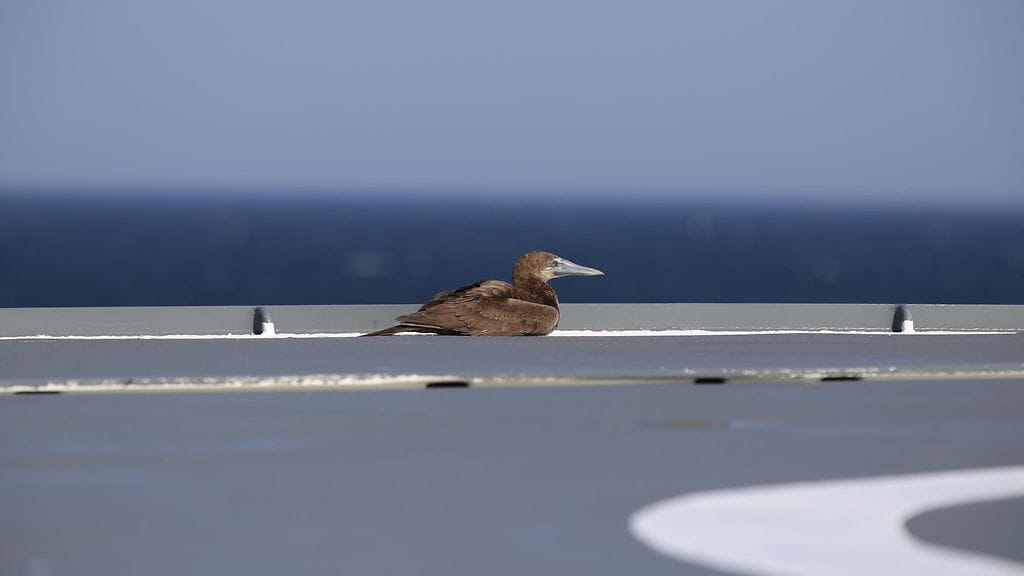 Ruskosula vartiolaiva Turvan kannella.