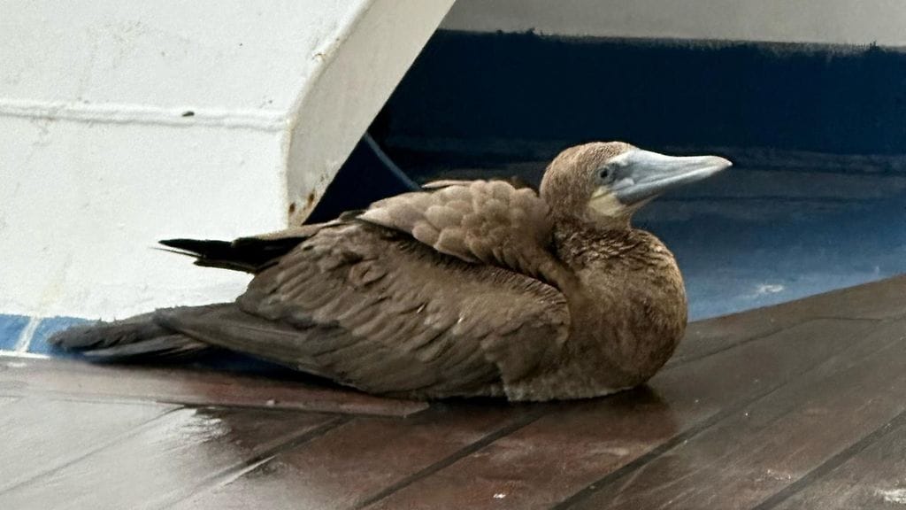 Ruskosuula kökötti rauhallisesti Silja Serenaden kannella kohti Ruotsia tiistaiaamuna. Lukijan kuva.