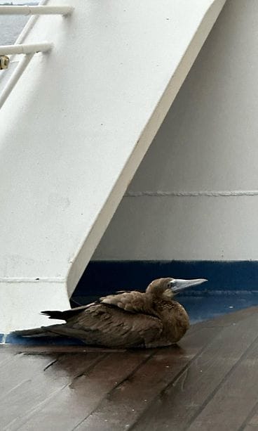 ruskosuula2 lukijan kuva silja serenade