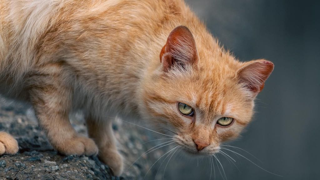 48-vuotias mies sai kissan puremasta aivan uudenlaisen bakteerin.