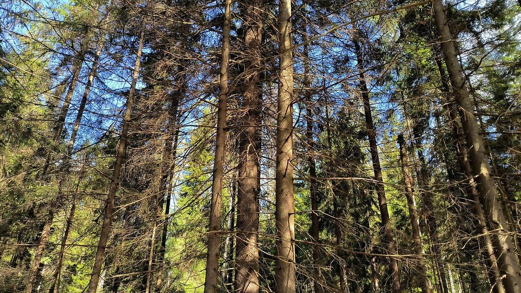 Valtiovarainministeriön (VM) budjettiehdotus osoittaa, ettei hallitus ole tosissaan luontokadon pysäyttämisen tai ilmastokriisin torjumisen kanssa, kirjoittaa ympäristöjärjestö WWF Suomi tiedotteessaan.