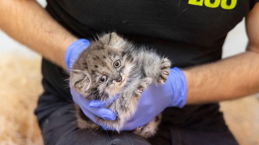 Korkeasaaren pikkumanuli tarkastuksessa.