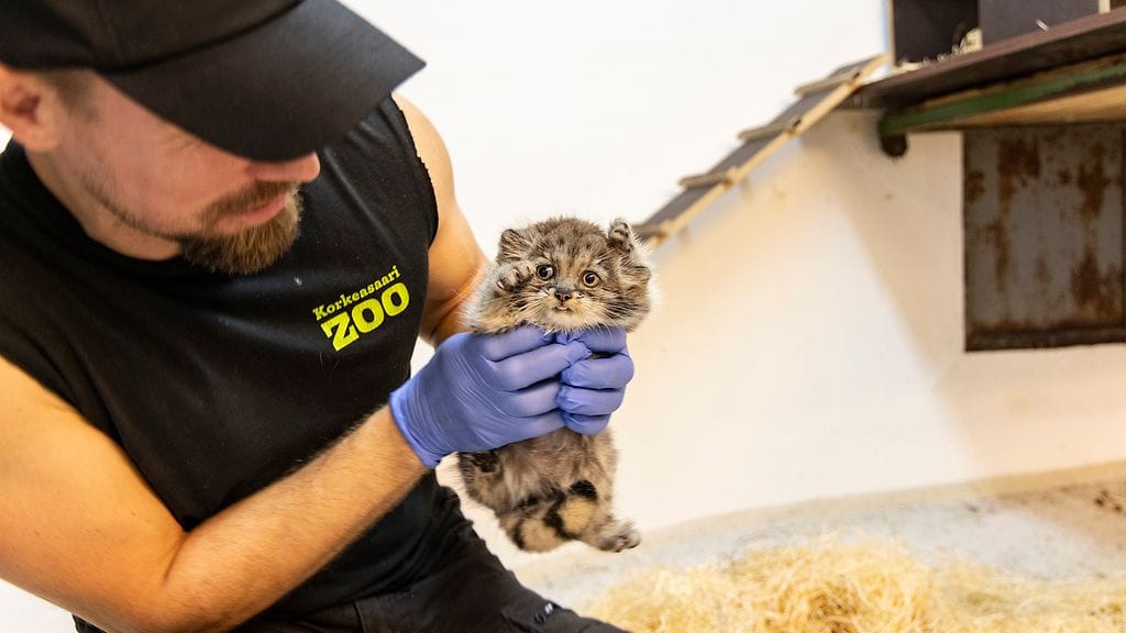 Korkeasaaren pikkumanuli