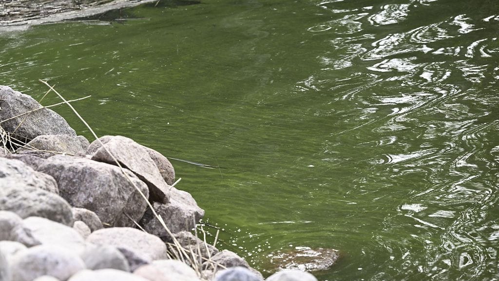 Sinilevätilanne on juuri nyt nyt parempi kuin yleensä ajankohtaan nähden.