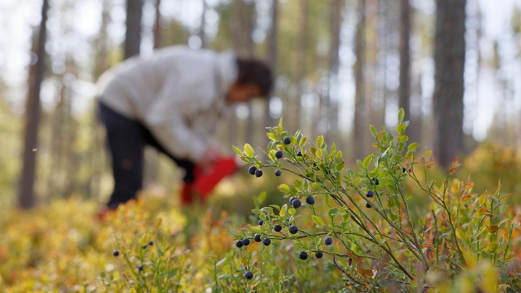 Marjafirmoille asetettiin määräaikaisia kieltoja palkata työntekijöitä EU:n ulkopuolelta.