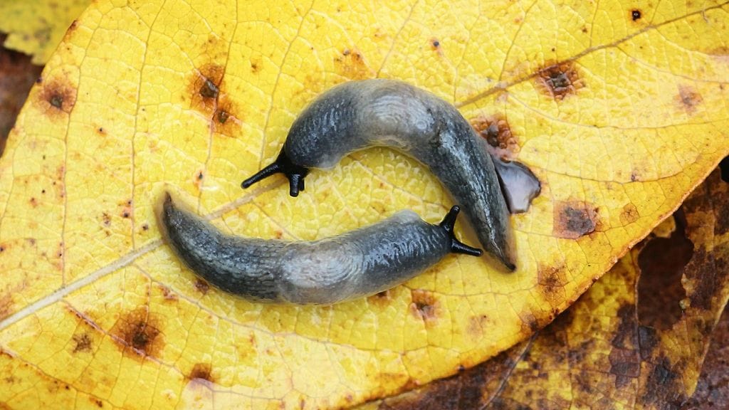 Mustapääetana luokitellaan nyt Suomessa haitalliseksi vieraslajiksi.