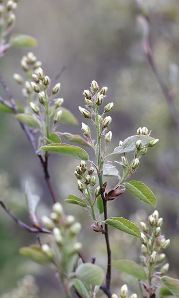 AOP, isotuomipihlaja