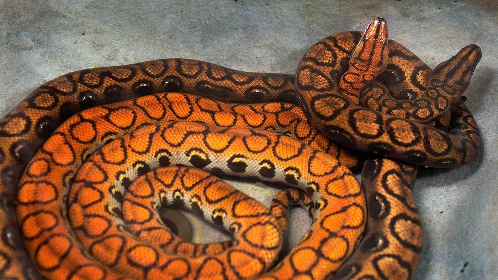 Kuvituskuvassa sateenkaariboa Korkeasaaressa.