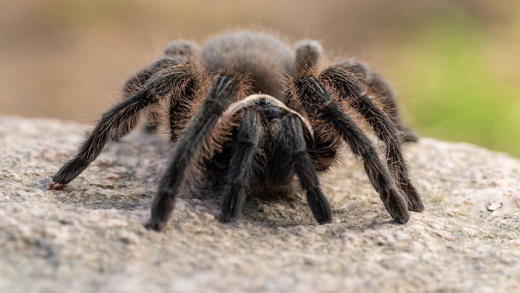 Tältä näyttää hiljattain löydetty tarantulalaji Chaetopelma persianum, jota kutsutaan yleisesti Persian kultatarantulaksi.