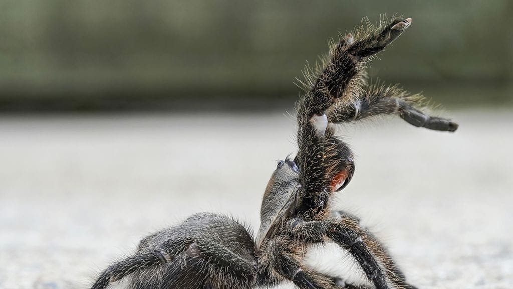 Hiljattain löydetty tarantulalaji Chaetopelma persianum, jota kutsutaan yleisesti Persian kultatarantulaksi. Tässä kuvassa tarantula on puolustusasennossa. Kuvaaja: Kari Kaunisto, Turun yliopisto.