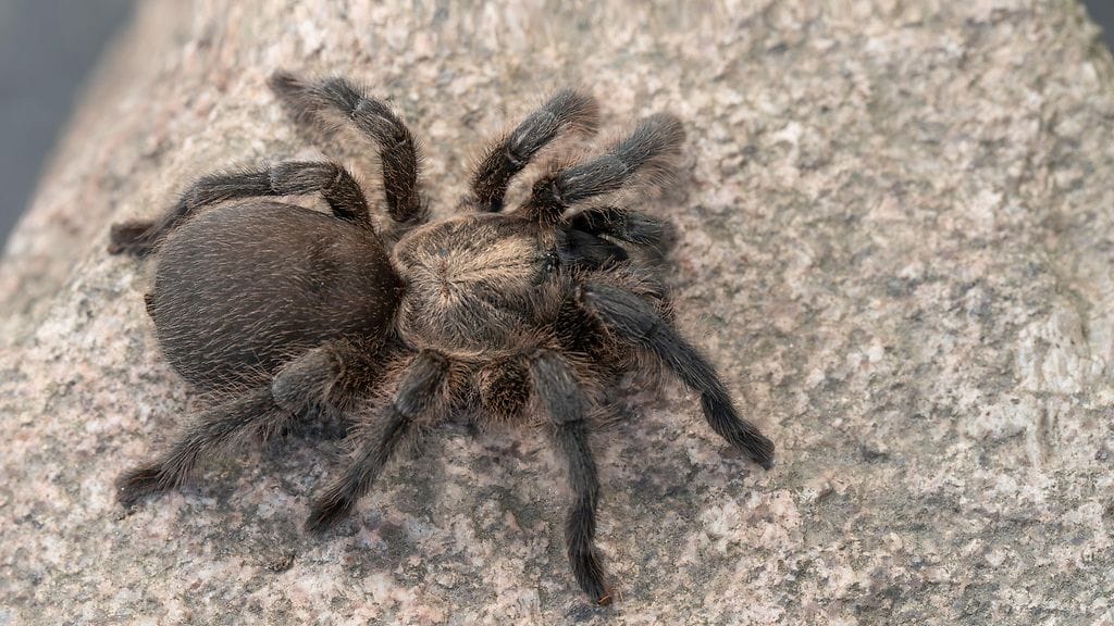Hiljattain löydetty tarantulalaji Chaetopelma persianum, jota kutsutaan yleisesti Persian kultatarantulaksi. Kuvaaja: Kari Kaunisto, Turun yliopisto. (1)