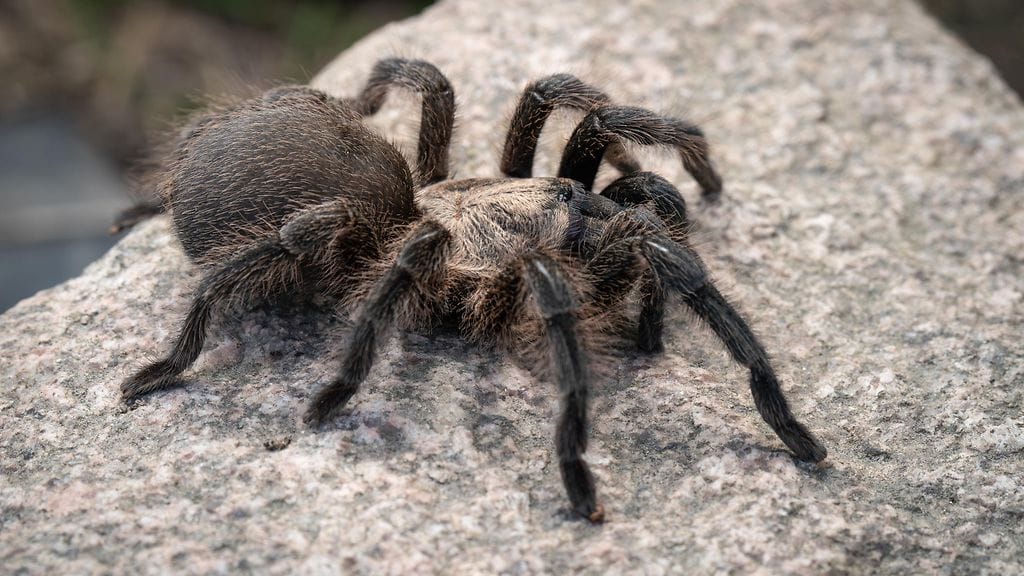 Hiljattain löydetty tarantulalaji Chaetopelma persianum, jota kutsutaan yleisesti Persian kultatarantulaksi. Kuvaaja: Kari Kaunisto, Turun yliopisto. (2)
