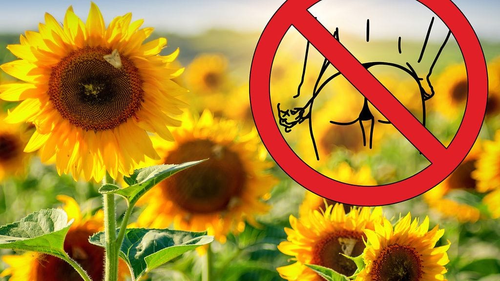 Englantilaisella auringonkukkapellolla on nähty häpeilemättömiä alastonkuvasessioita. Kuvituskuva.