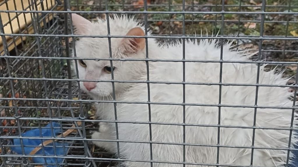 Turussa koettiin eilen onnenhetkiä, kun yli kuukausi sitten varastettu Jeti-kissa saatiin kiinni ja palautetuksi oikeille omistajilleen. 1