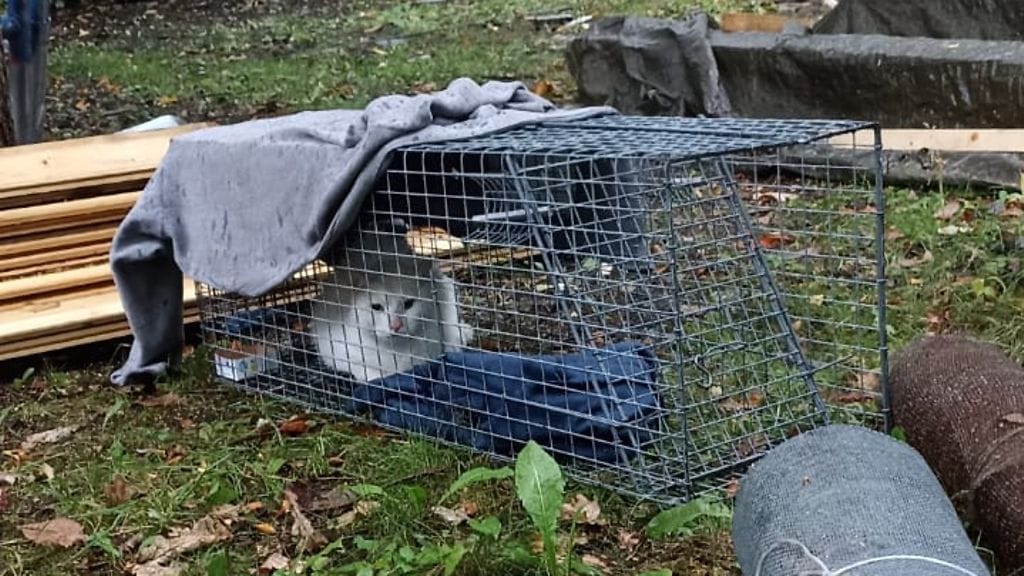 Turussa koettiin eilen onnenhetkiä, kun yli kuukausi sitten varastettu Jeti-kissa saatiin kiinni ja palautetuksi oikeille omistajilleen. 3