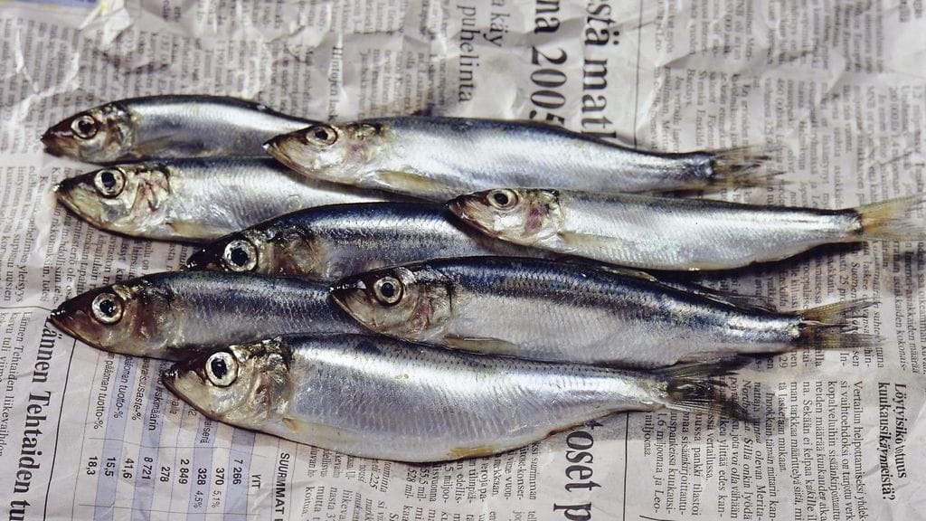 EU-komission ehdotuksessa silakan kohdennettu kalastus kiellettäisiin vuonna 2024 Suomen lähivesillä kokonaan ja lohen kalastus kiellettäisiin Ahvenanmaan-Merenkurkun välillä.