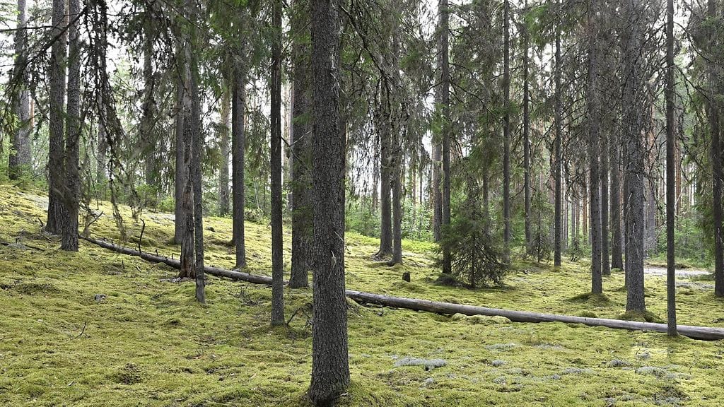 Ympäristöministeriö päätyy lunastukseen, mikäli maan käytöstä ei voida muuten sopia maanomistajan kanssa.