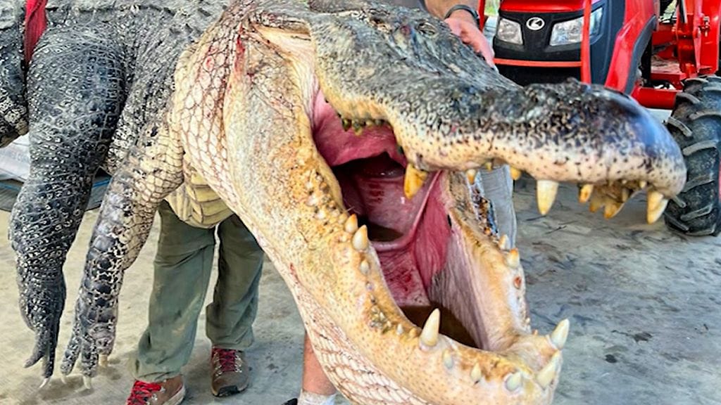 Kuvituskuva. Alligaattoreita esiintyy kaikkialla Yhdysvaltain kaakkoisosissa, etenkin Floridassa.