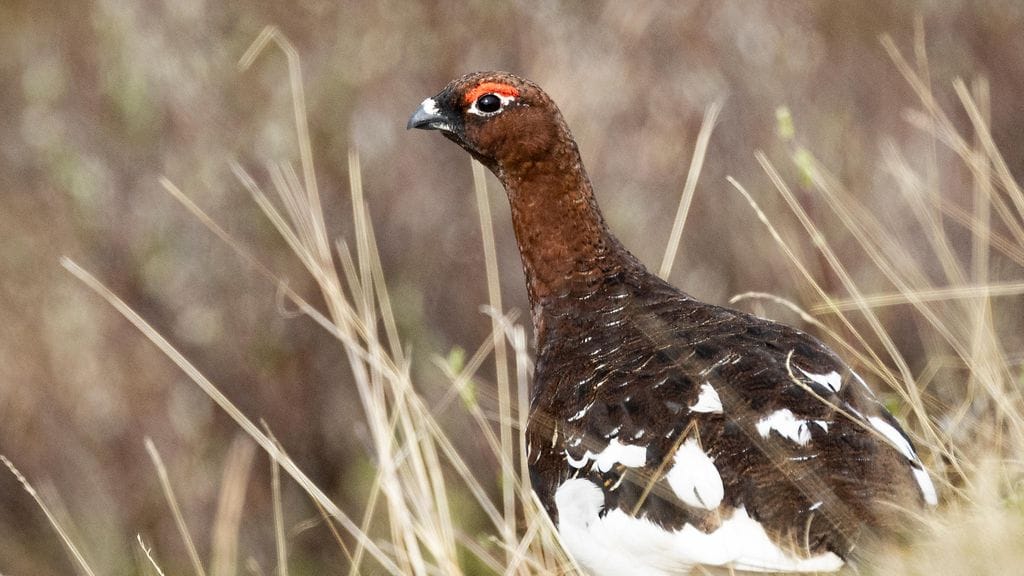 Metsäkanalintukantojen voimakkaan vaihtelun vuoksi metsästysaikoja rajoitetaan vuosittain.