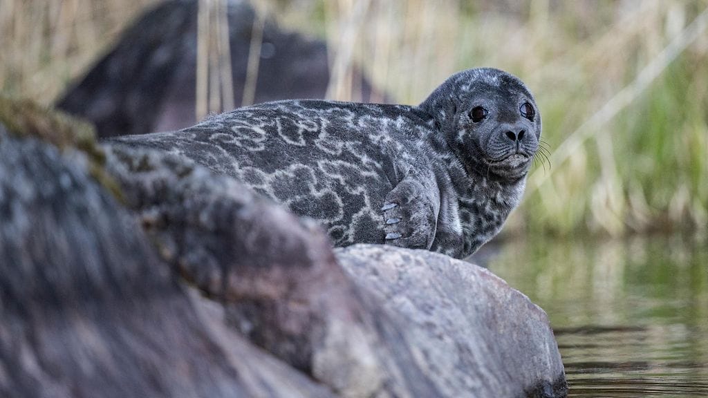 Saimaan norppasaariston hakuprosessi Unescon maailmanperintökohteeksi on keskeytetty, kertoo Metsähallitus. Kuvassa saimaannorppa kellii lepokivellä.