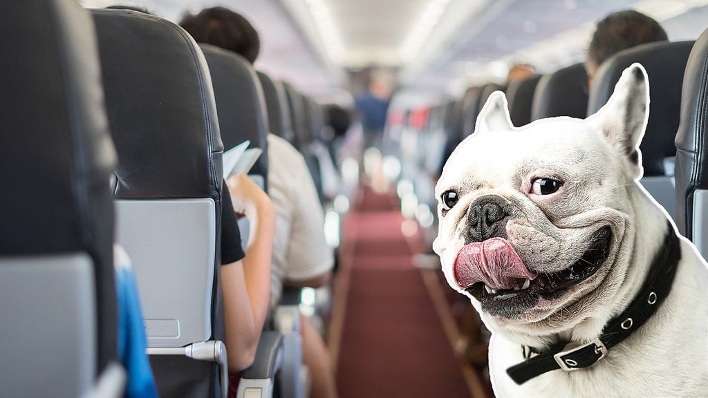 koiralentokoneessa_etu