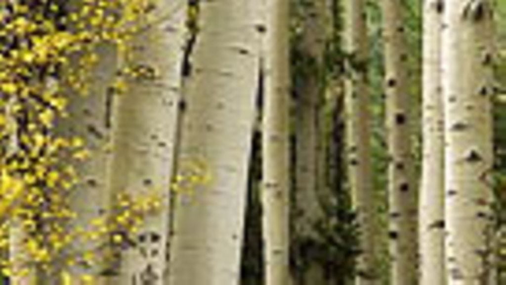 Kuva: Brian Bahr/Getty Images