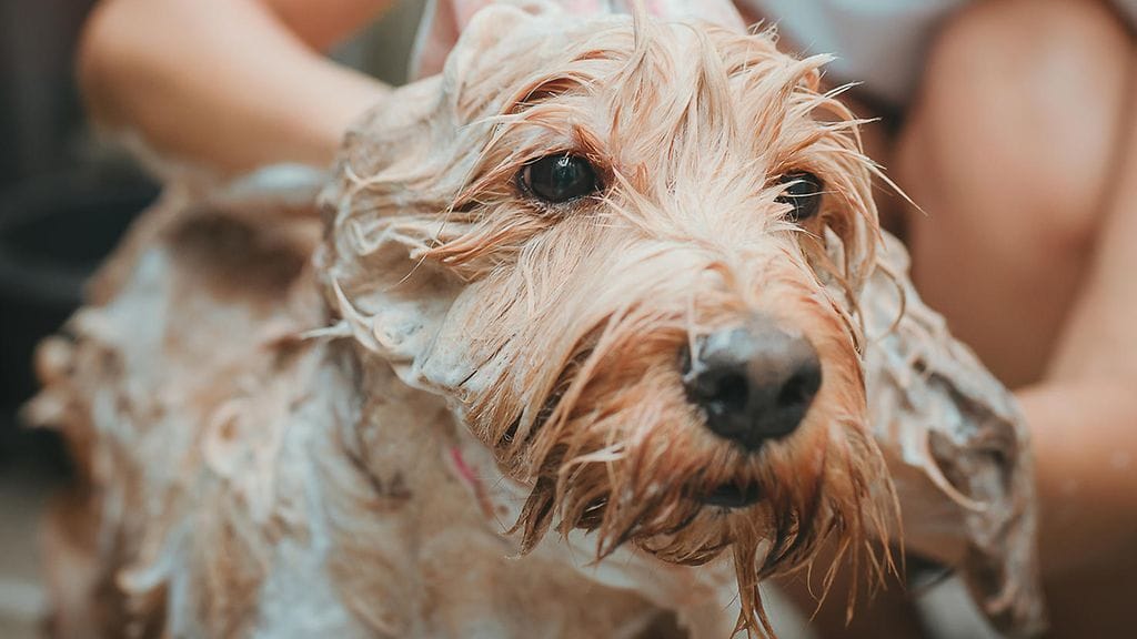 Likainen ja takkuinen Gizmo-koira pääsi pesulle ja trimmattavaksi. Kuvituskuva, kuvan koira ei liity juttuun.