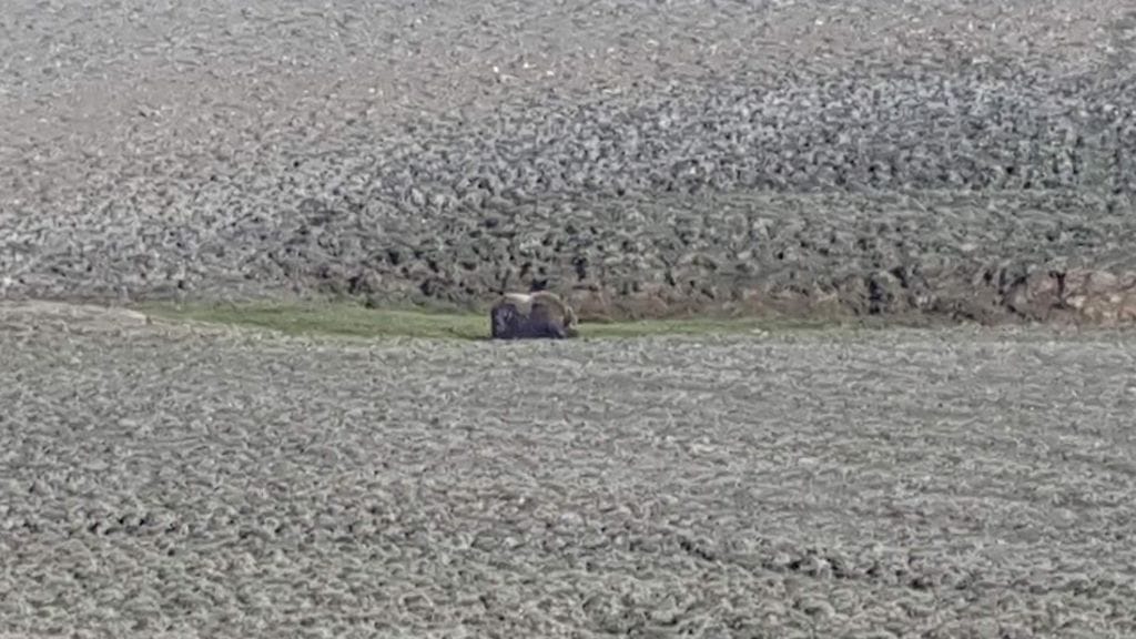 Yksinäinen myskihärkä seurasi tutkijoiden työtä.