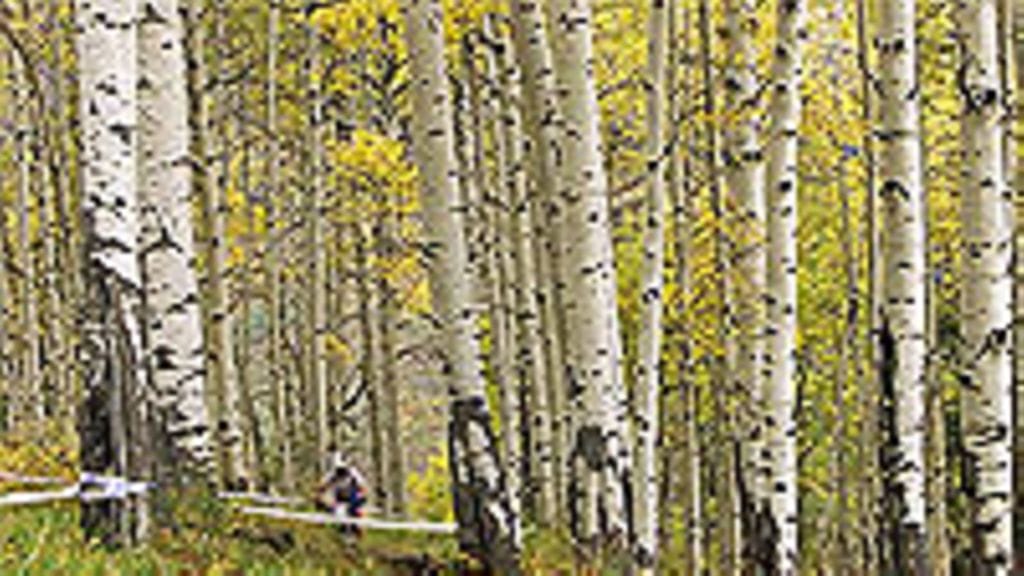 Kuva: Brian Bahr/Getty Images