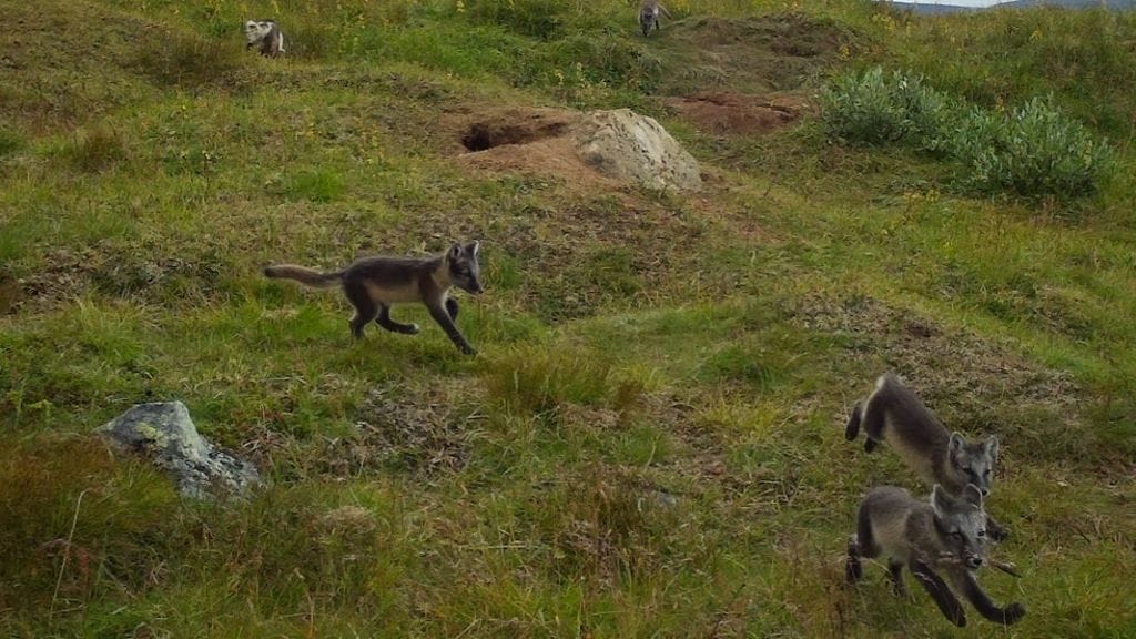 LK 19.9.2023 Pohjois-Lapista löytyikin vielä lisää naalinpentuja - "Vielä ponnekkaampi vahvistus sille, että naali on palaamassa Suomen lajistoon"