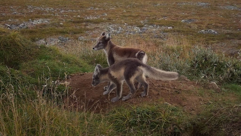 LK 19.9.2023 Pohjois-Lapista löytyikin vielä lisää naalinpentuja - "Vielä ponnekkaampi vahvistus sille, että naali on palaamassa Suomen lajistoon" (1)