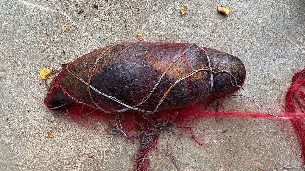 Kuutin tappanut verkko sijaitsi kalastusrajoitusalueella.