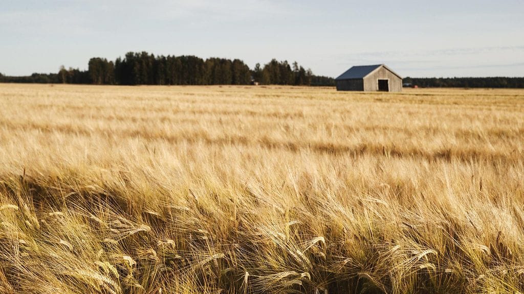 LK 21.9.2023  Ohrapeltoa Maalahdessa 22. elokuuta 2019.