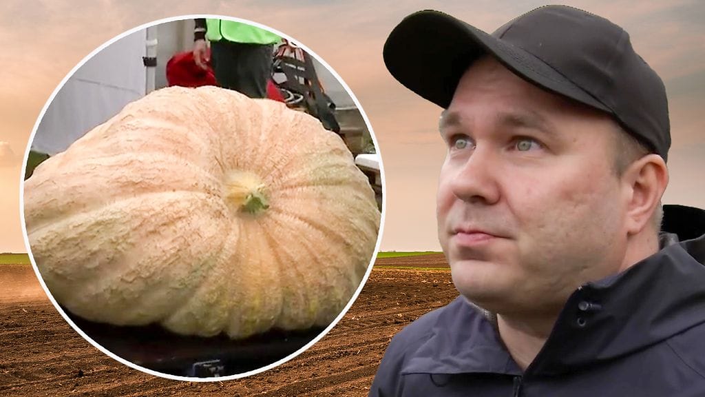 MTV kurpitsa jättikasvikset kilpailu